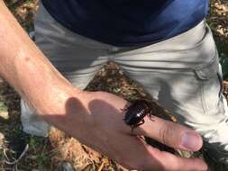 Image of Florida Woods Cockroach