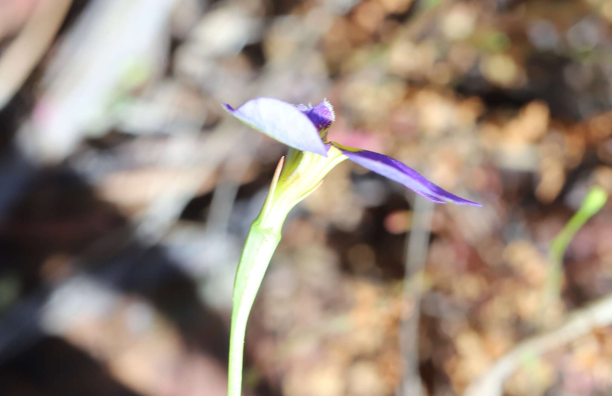 Plancia ëd Lobelia heterophylla Labill.