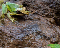 Image of Espernza Treefrog