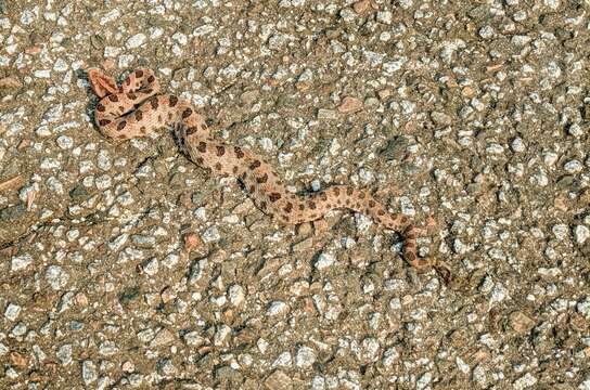 Image of Pygmy Rattlesnake