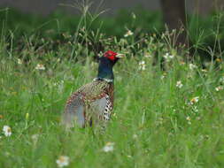 Imagem de Phasianus colchicus formosanus Elliot & DG 1870