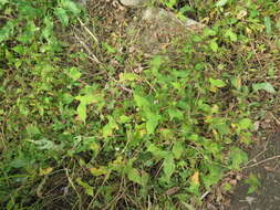 Sivun Persicaria thunbergii (Sieb. & Zucc.) H. Gross kuva