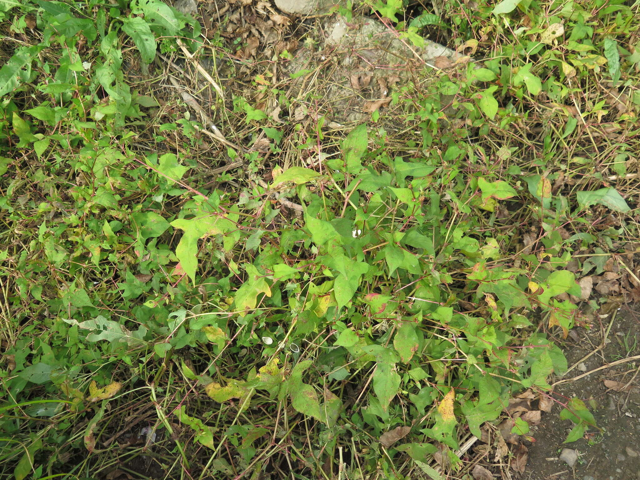 Sivun Persicaria thunbergii (Sieb. & Zucc.) H. Gross kuva