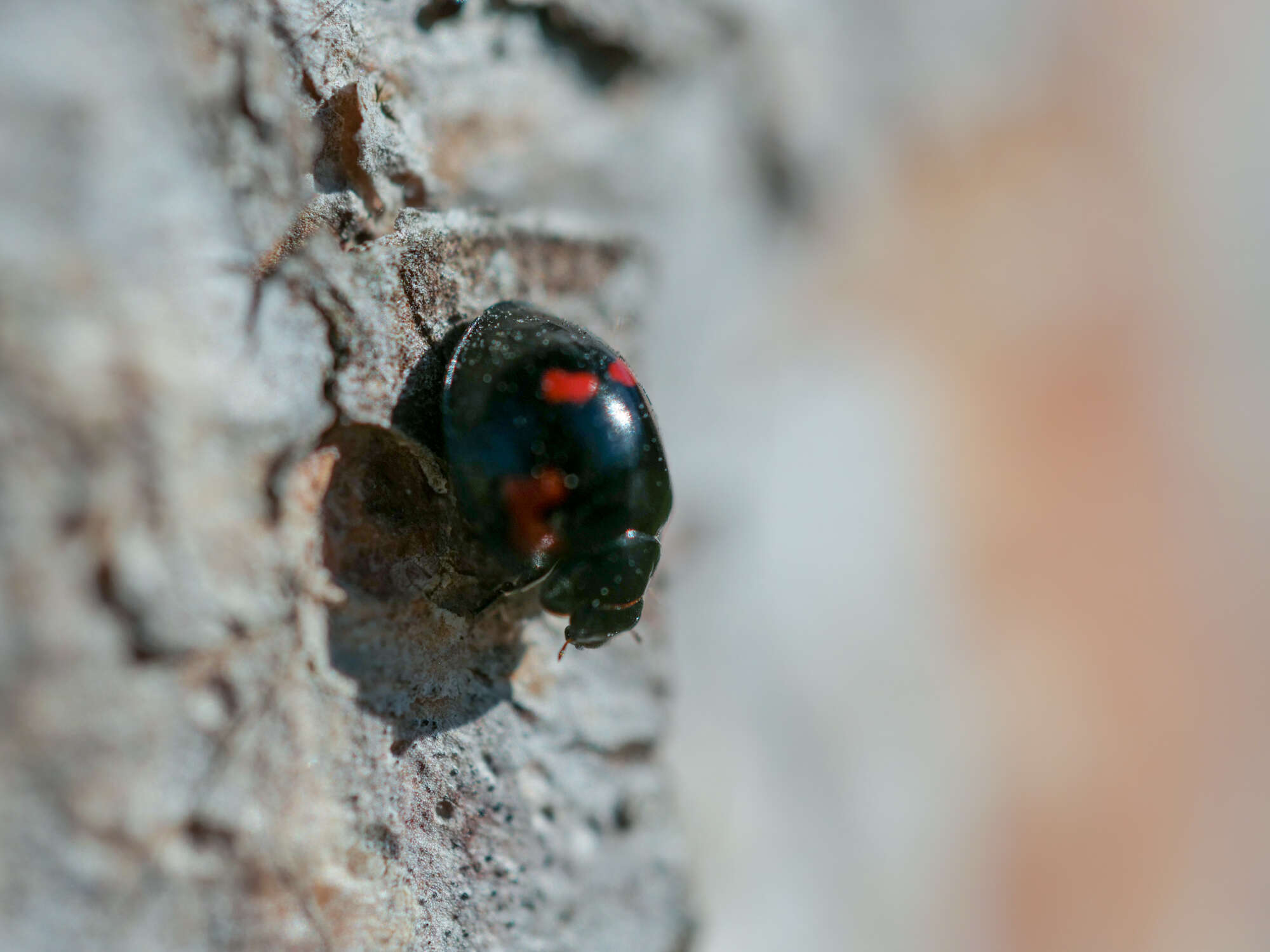 صورة Exochomus quadripustulatus (Linnaeus 1758)