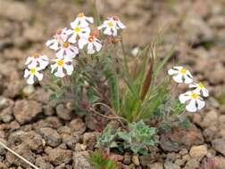 Image of Zaluzianskya crocea Schltr.