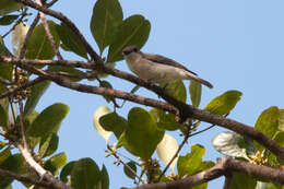 Image of Pachycephala griseonota lineolata Wallace 1863