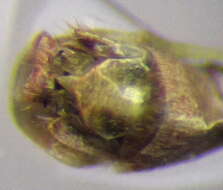 Image of Chorosoma gracile Josifov 1968