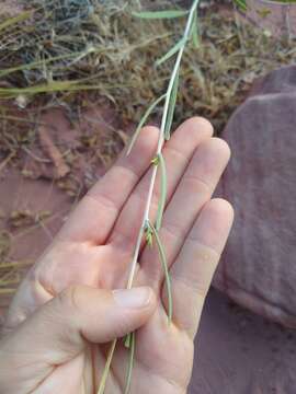 Image of Helianthus devernii Draper