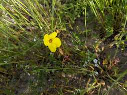 Imagem de Camissonia campestris (Greene) Raven