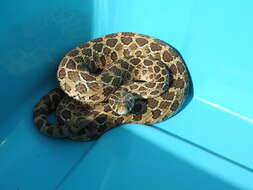 Image of Mexican Lancehead Rattlesnake