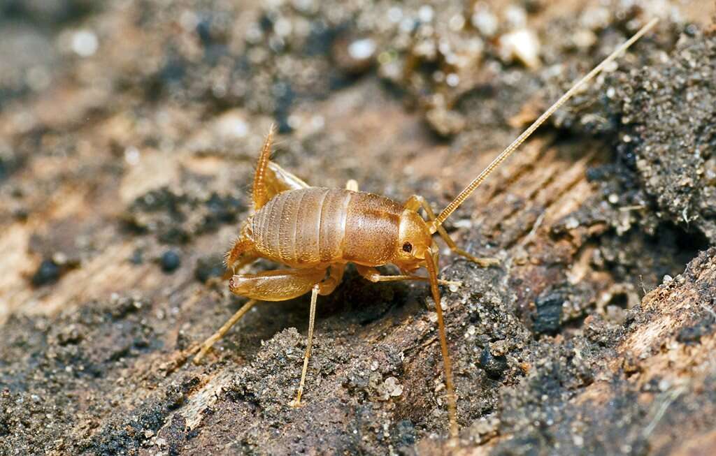 Myrmecophilus (Myrmophilina) parachilnus (Otte, D. & R. D. Alexander 1983)的圖片