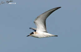 Image of White-winged Black Tern