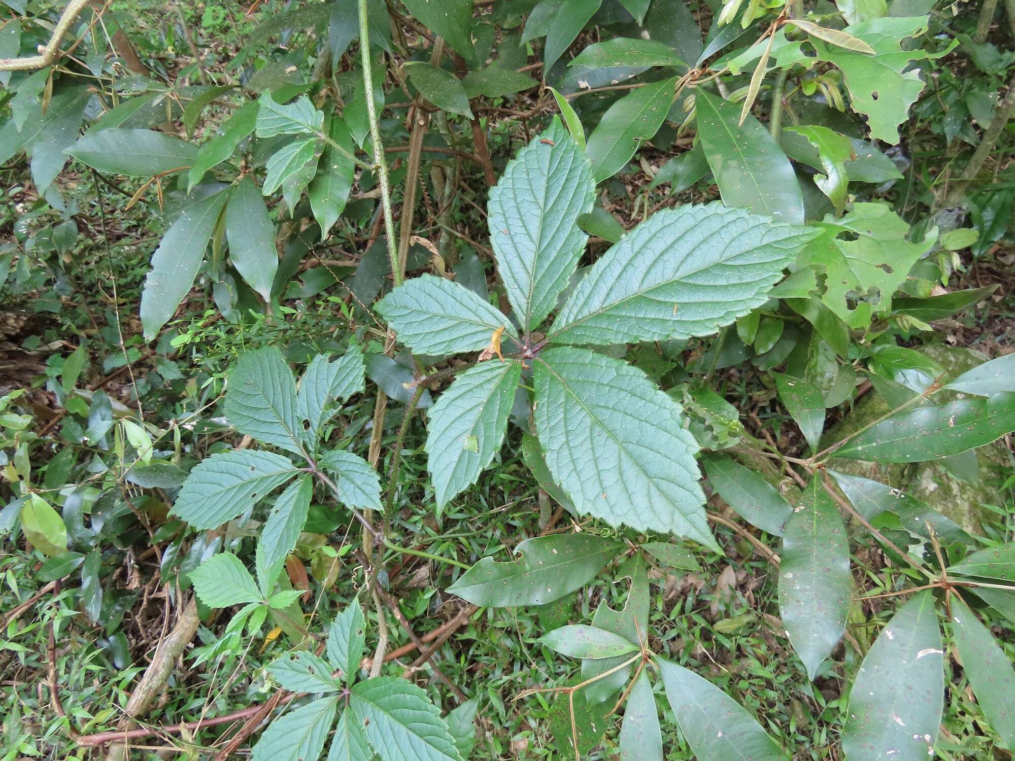 Cyphostemma hypoleucum (Harv.) Descoings ex Wild & R. B. Drumm. resmi