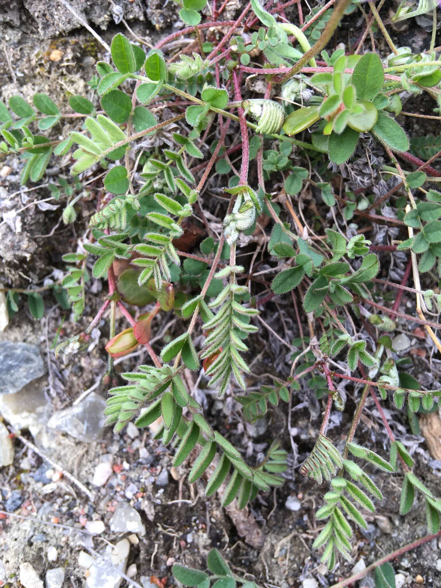 صورة Astragalus alpinus L.