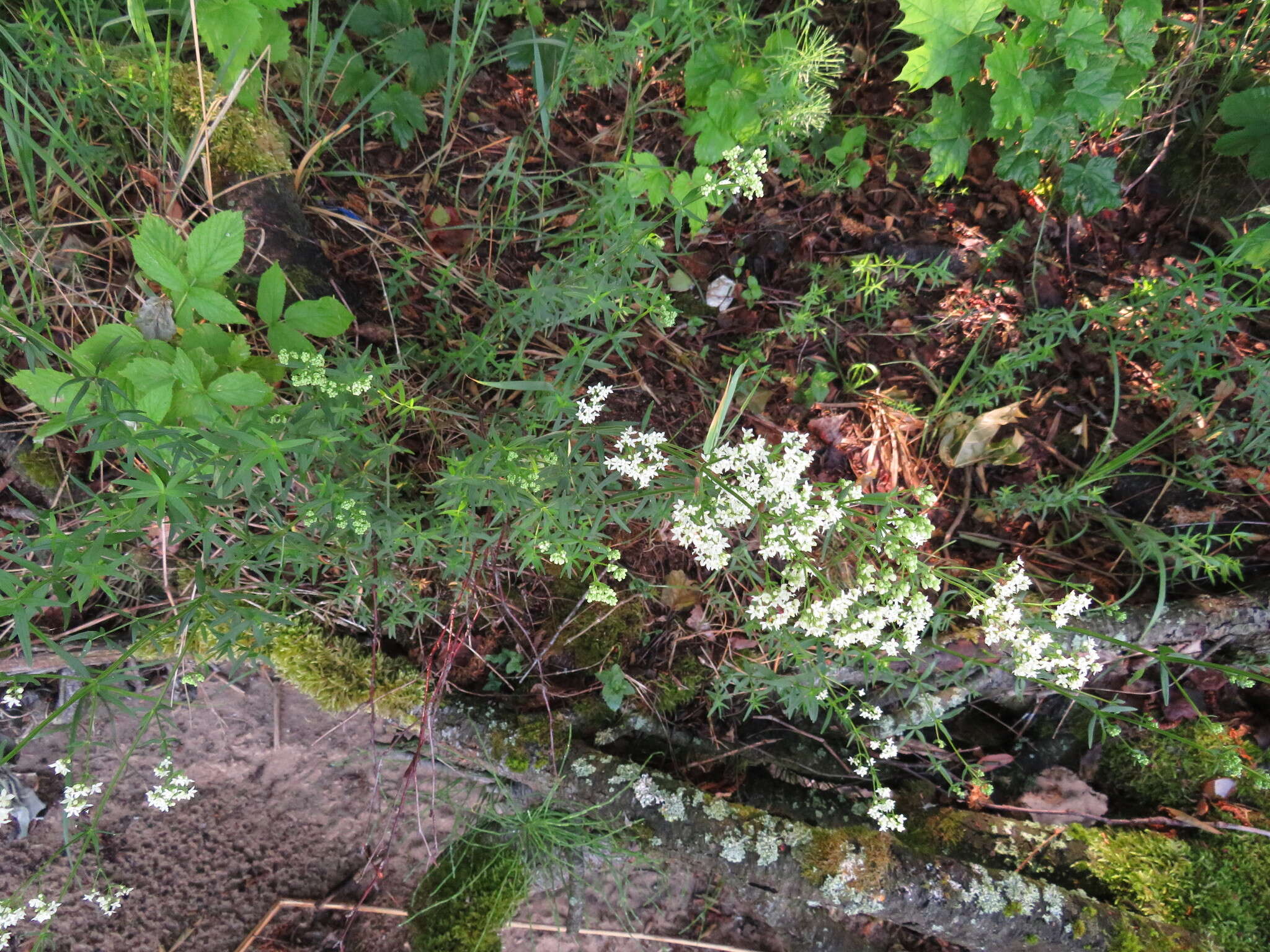 Image of white bedstraw