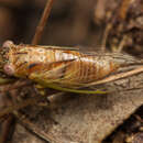 Image of Eastern Grass-buzzer