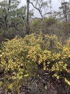 Image of Acacia asparagoides A. Cunn.