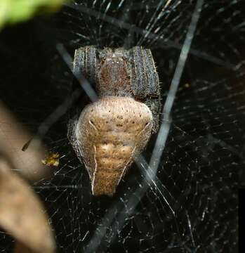 Image of Cyrtophora exanthematica (Doleschall 1859)