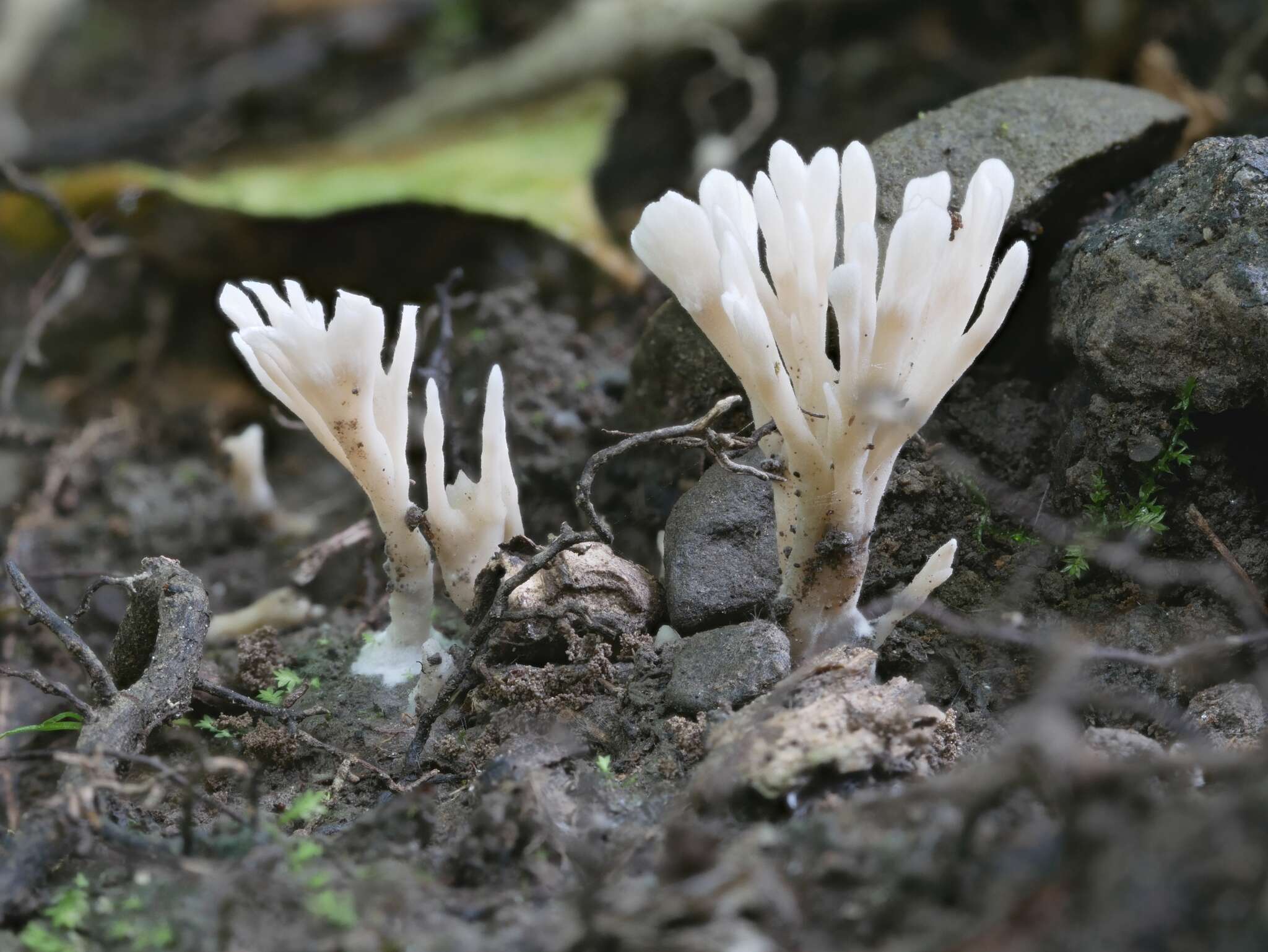 Image of Tremellodendropsidales