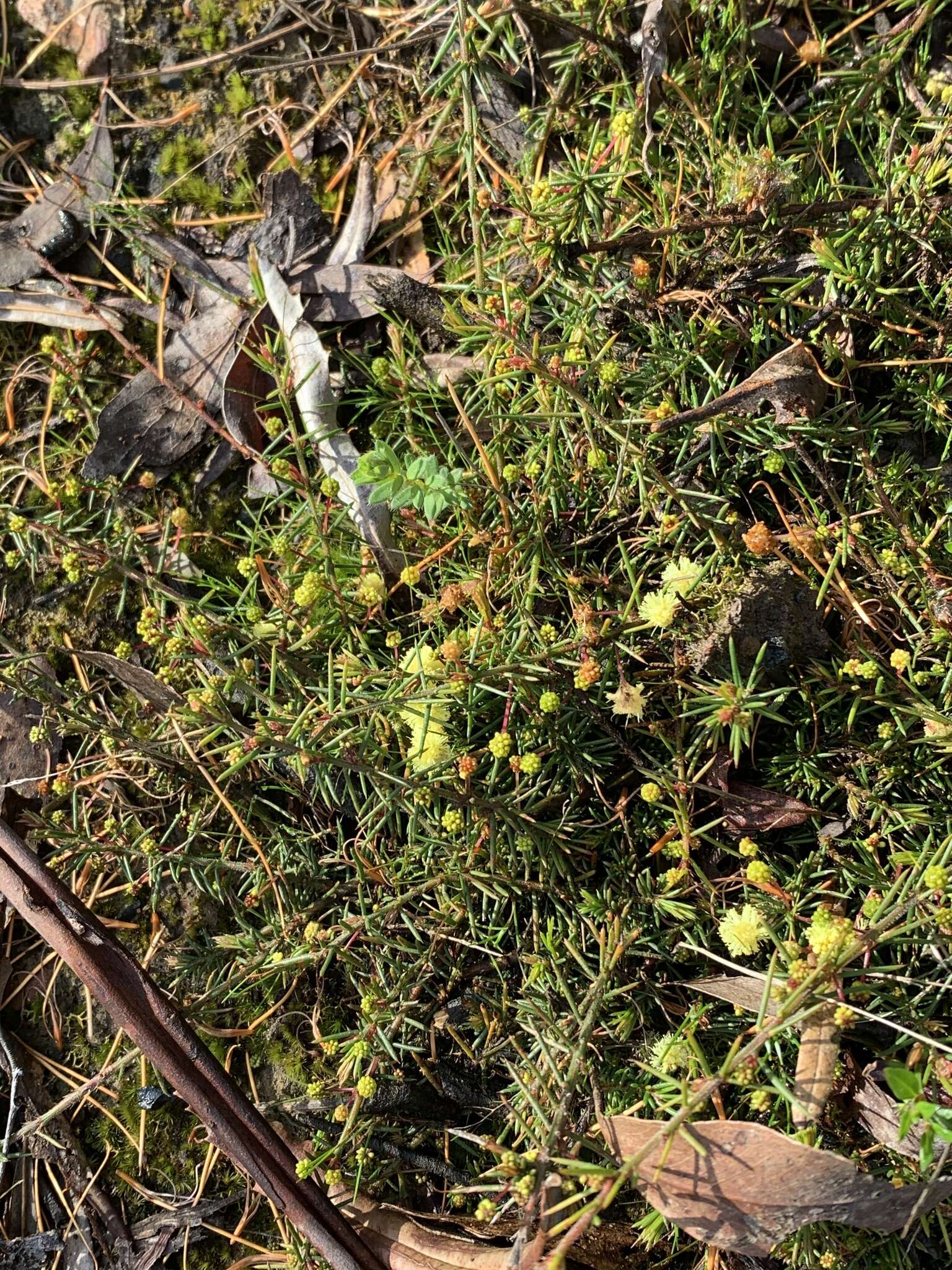 Imagem de Acacia aculeatissima J. F. Macbr.