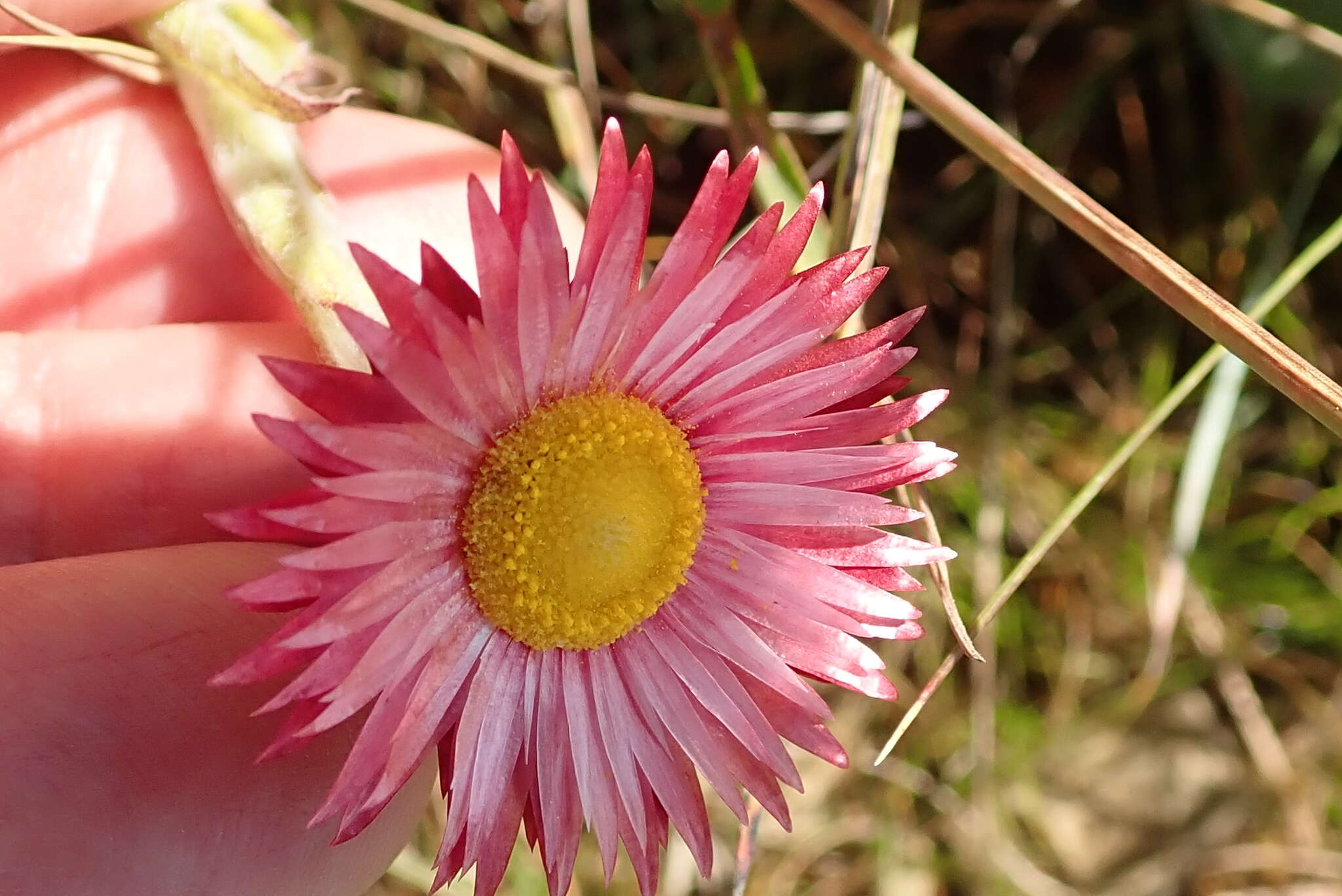 Image of Pink Everlasting