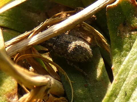 Image of Clover Root Weevil