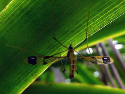 Image of Dapanoptera richmondiana Skuse 1896