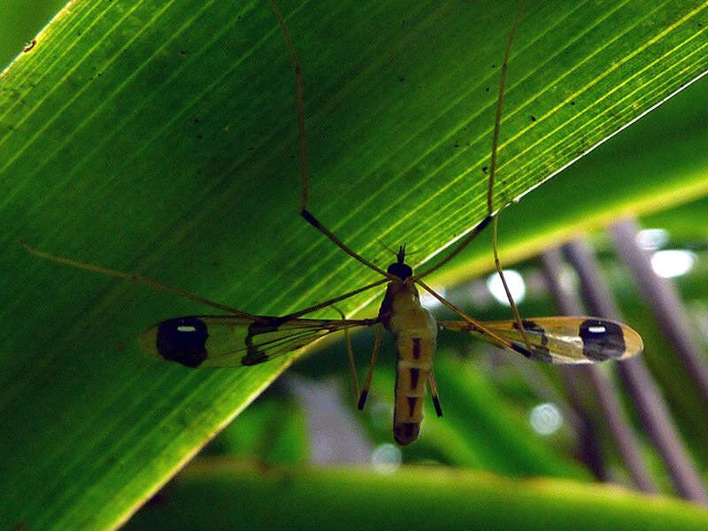 Image of Dapanoptera richmondiana Skuse 1896