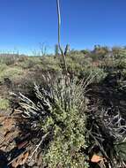 Image of Euphorbia lomelii V. W. Steinm.