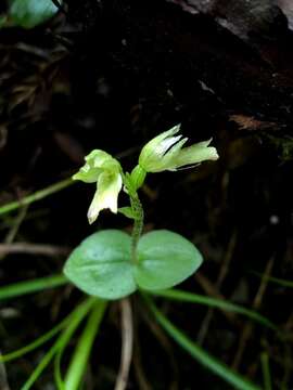 Image de Neottia morrisonicola (Hayata) Szlach.