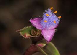 Слика од Cyanotis lapidosa E. Phillips