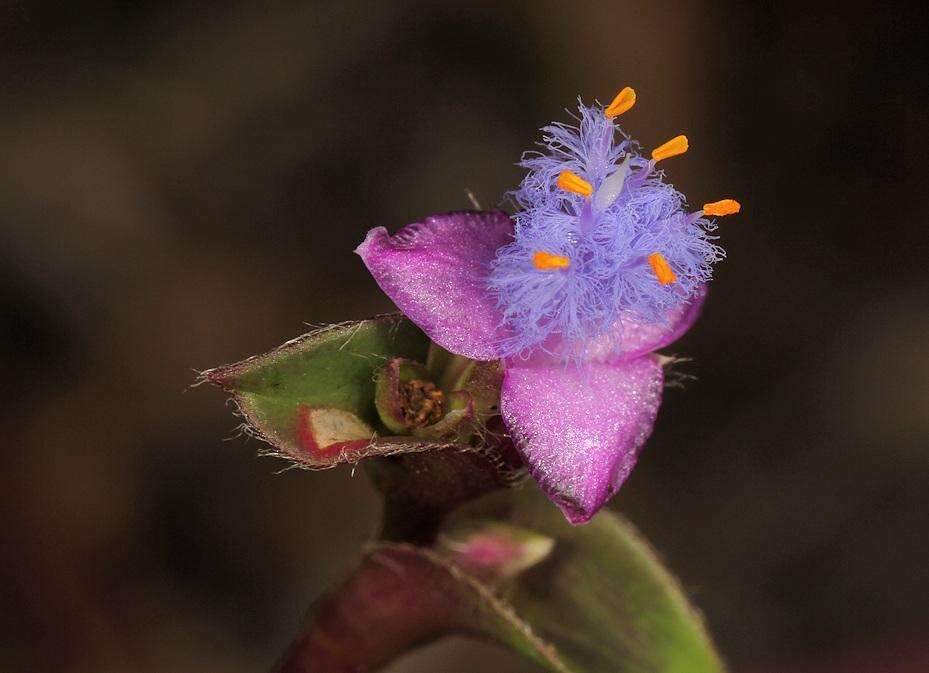 Слика од Cyanotis lapidosa E. Phillips