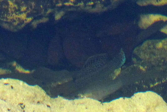 Image of Sailfin Molly