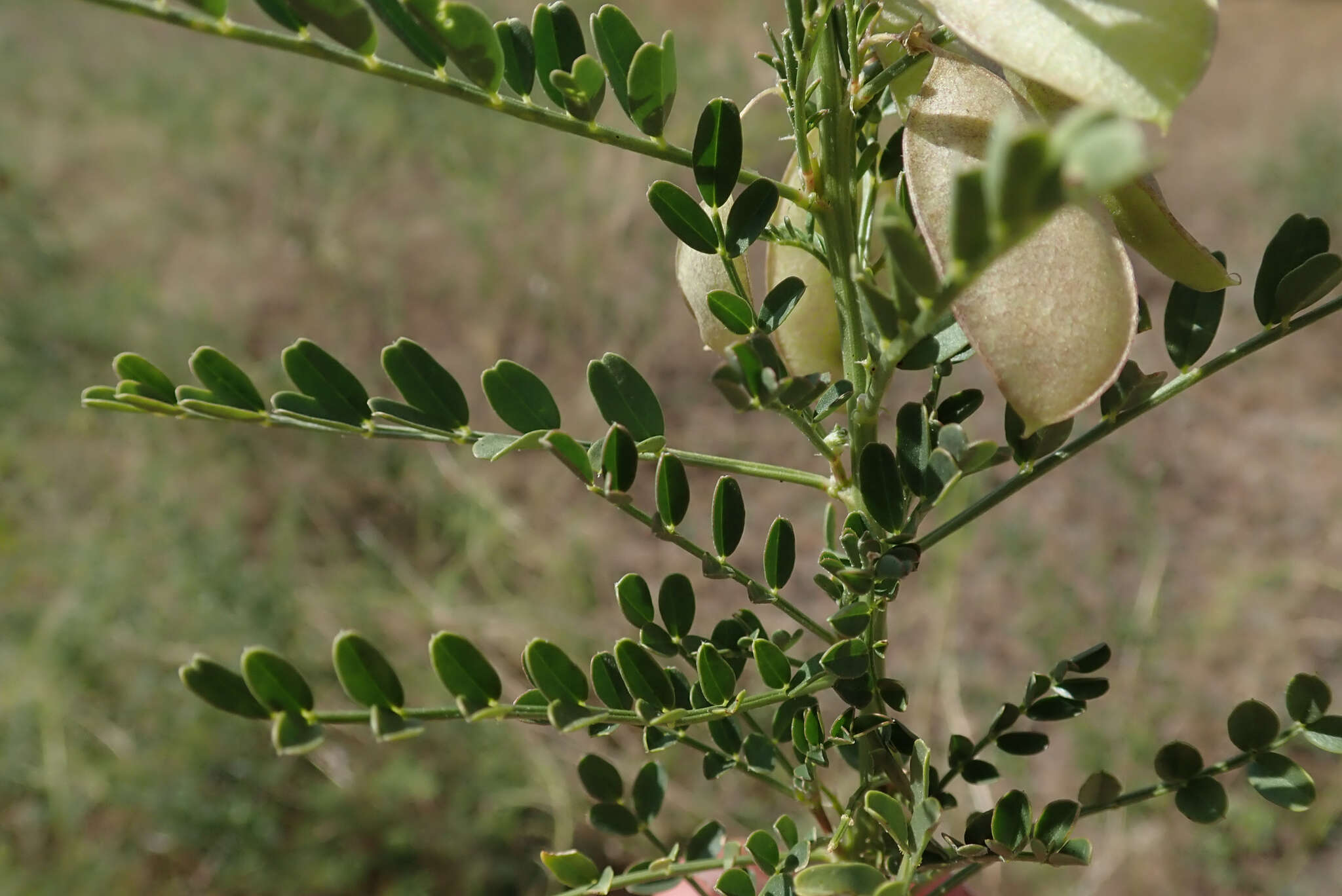 Imagem de Lessertia benguellensis Baker fil.