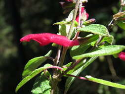 Image of Salvia nervata M. Martens & Galeotti