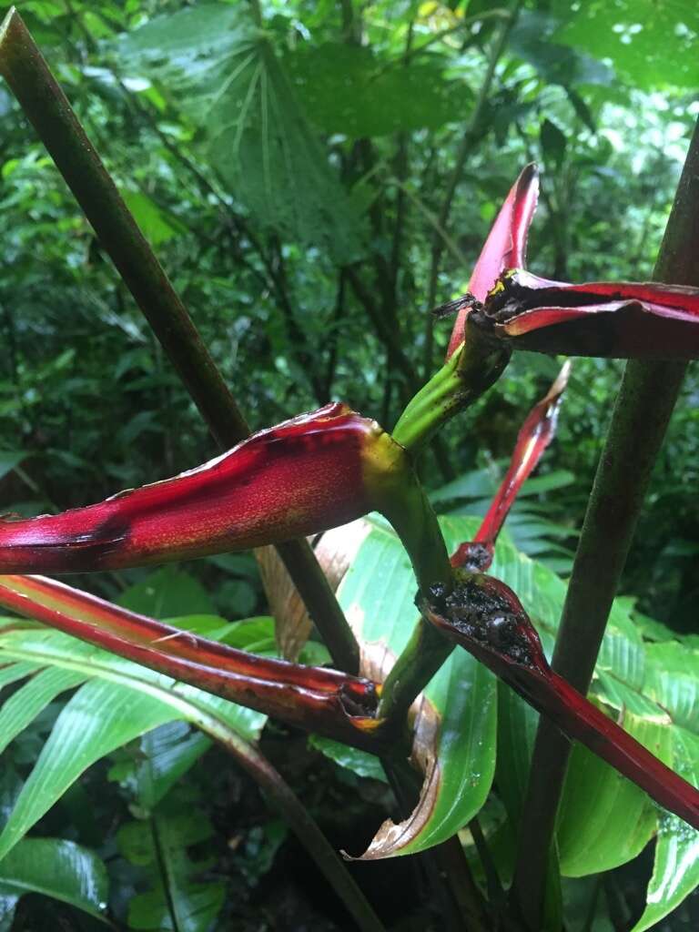 Image of Heliconia tortuosa Griggs