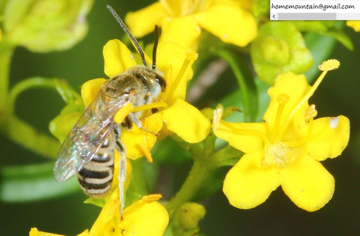 Halictus aerarius Smith 1873 resmi