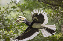 Image of Oriental Pied Hornbill