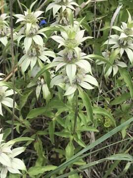 Image of Monarda punctata var. occidentalis (Epling) E. J. Palmer & Steyerm.