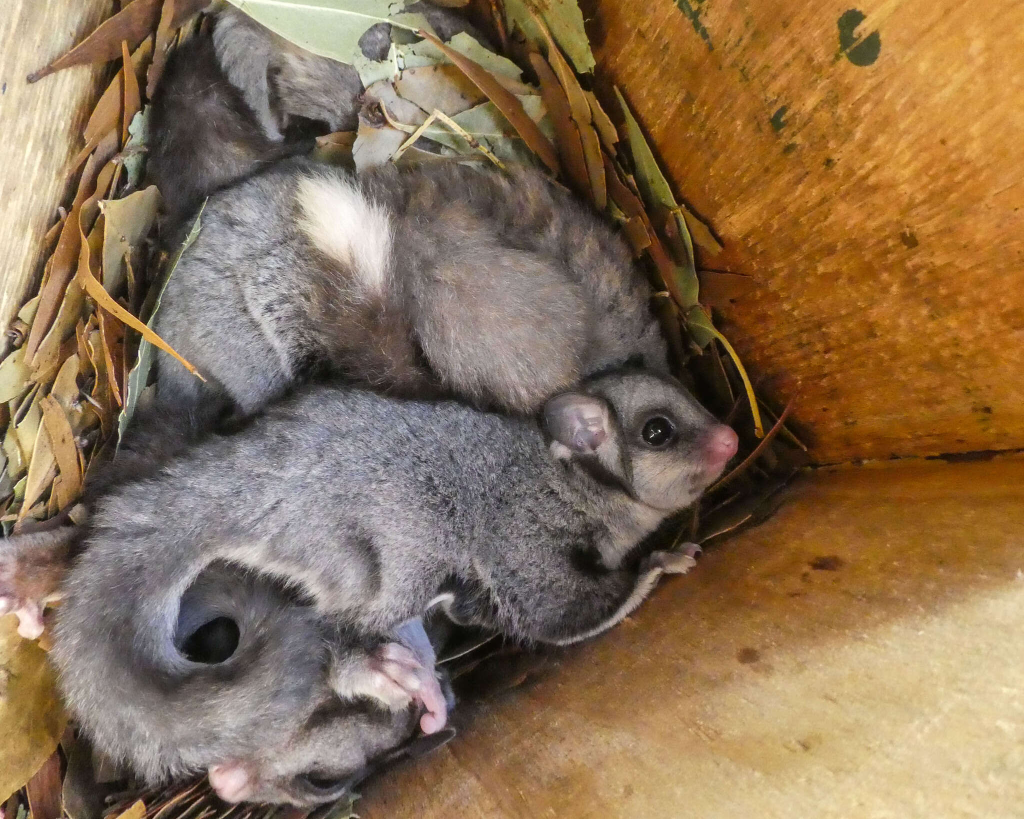 Image of Sugar Glider