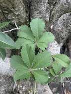 Plancia ëd Cyphostemma lanigerum (Harv.) Descoings ex Wild & R. B. Drumm.