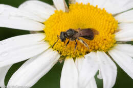 Lasioglossum nigroviride (Graenicher 1911)的圖片