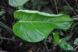 Image of Philodendron scalarinerve Croat & Grayum