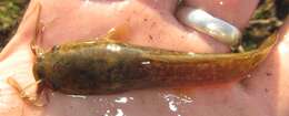 Clarias ngamensis Castelnau 1861 resmi