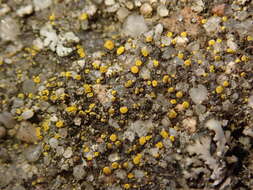 Image of Hidden goldspeck lichen