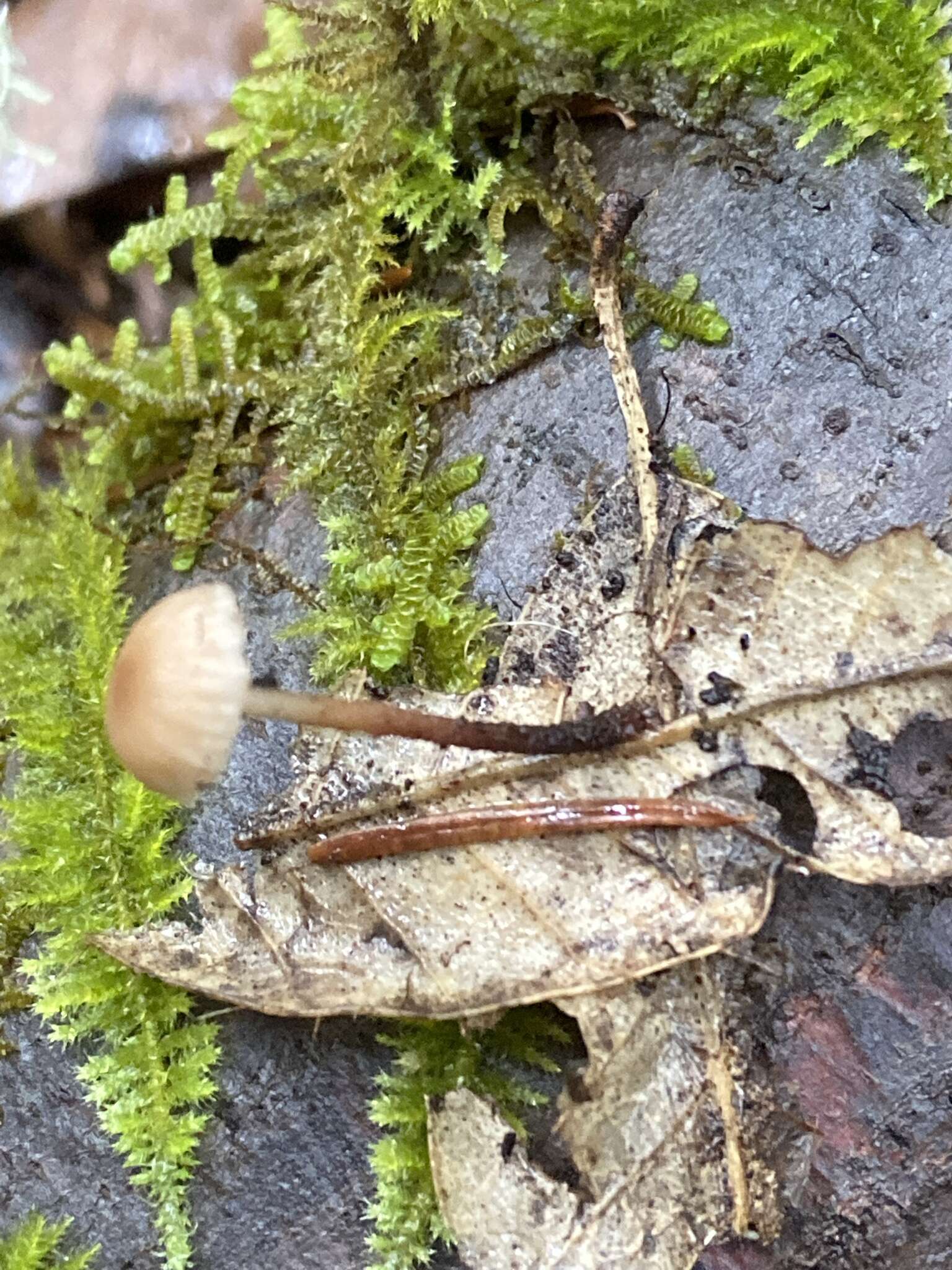 Image of Mycetinis copelandii (Peck) A. W. Wilson & Desjardin 2005