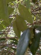 Lithocarpus uraianus (Hayata) Hayata的圖片