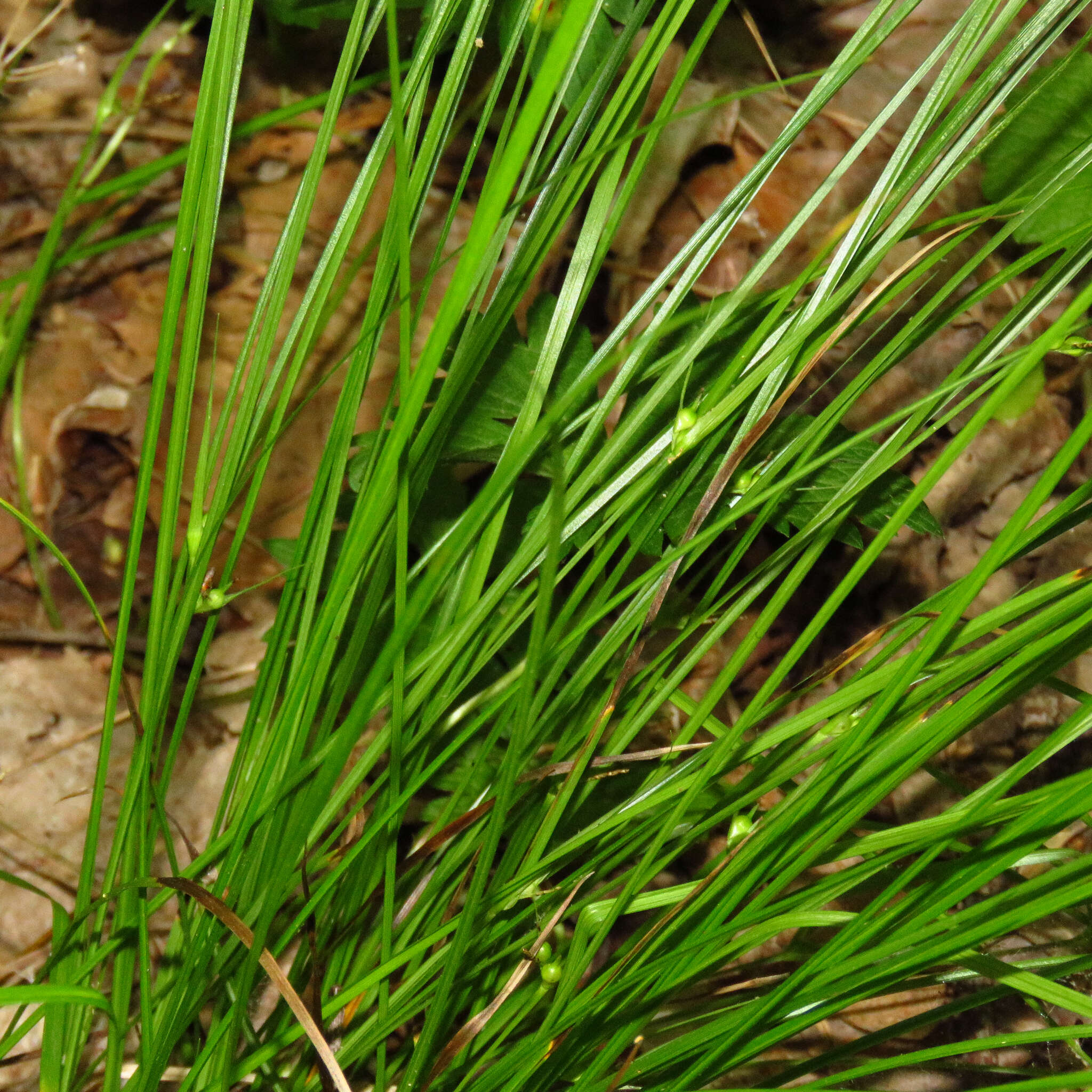 Image of James' sedge