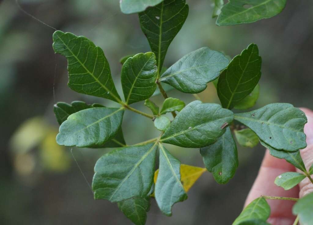 Allophylus decipiens (Sond.) Radlk.的圖片