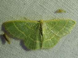 Image of Blackberry Looper Moth